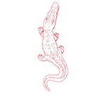 Born Wild Crocodile